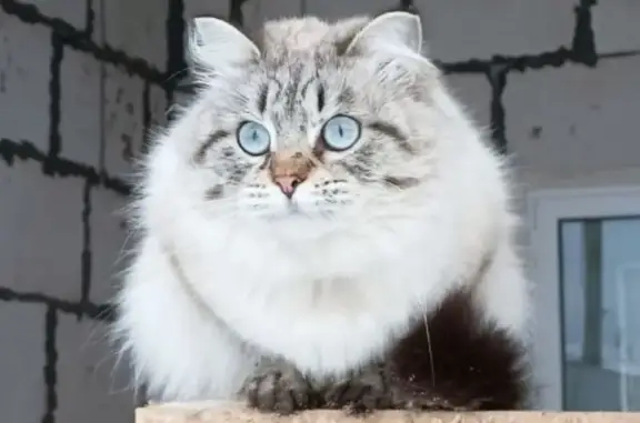 Пропал кот, Романовская улица, Моховое - серый с голубыми глазами - photo