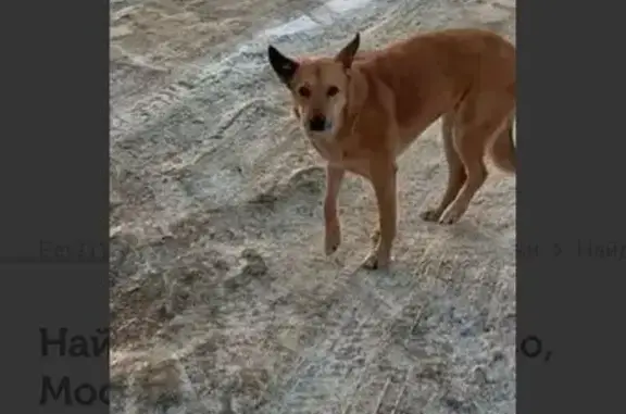 Найдена собака, Обухово, фото: Найдена собака, Кудиновское шоссе, Обухово - дрожит от мороза