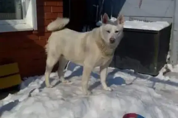 Пропала собака, Красная площадь, Москва - белая лайка с чёрным ошейником - photo