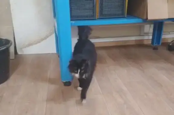 Найдена кошка, Саратов, фото: Найдена кошка, 1-я Садовая улица, Саратов - чёрно-белая, домашняя