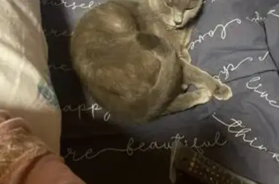 Найденные животные Шихово, фото: Найдена кошка Девочка, Шихово (rf1137205)