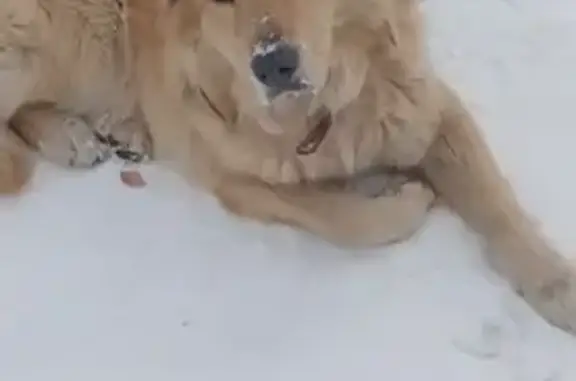 Найдена собака, Абакан, фото: Найдена собака, Центральная улица, 12А, Абакан - с ошейником, сидит и не уходит