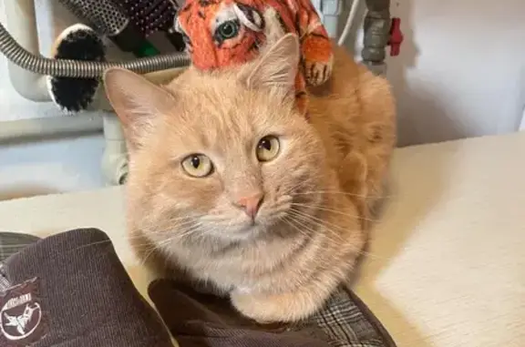 Пропала кошка, Артёмовская улица, 22, Нижний Новгород - рыжий, кастрированный, откликается на Семён - photo