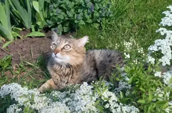 Пропал кот, Тихая улица, 11, городской округ Сарапул - сибирский окрас, пушистый - photo