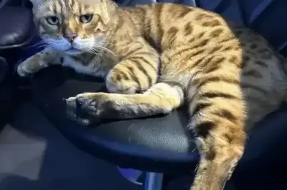 Потерянные животные Турово, фото: Пропала кошка, Турово, Московская область - бенгал