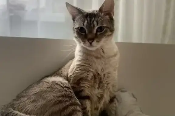 Кошки потеряшки, Берёзовский, фото: Потеряшка кот, проспект Шахтёров, 14, Берёзовский - бело-серый окрас, голубые глаза