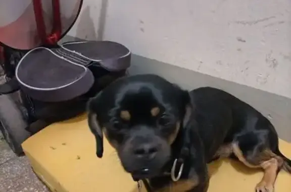 Найдена собака, Красноярск, фото: Найдена собака, Свердловская улица, 11, Красноярск - ошейник с зеленой подсветкой