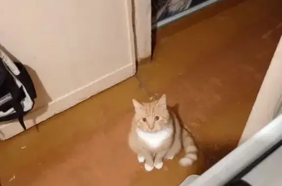 Пропал кот, Молодёжная улица, Светлый - рыжий с белыми 