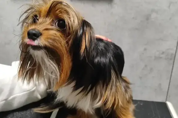 Найдена собака, Санкт-Петербург, фото: Найден собака, Краснопутиловская улица, Санкт-Петербург - маленький йоркширский терьер