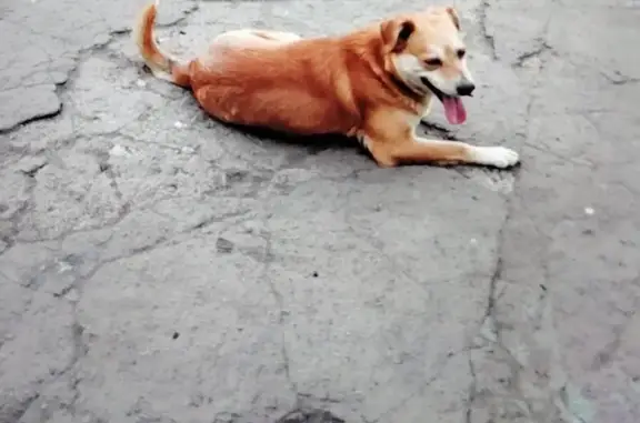 Пропал собака, Юшково, Белгородская область - кличка Миша, не агрессивный - photo