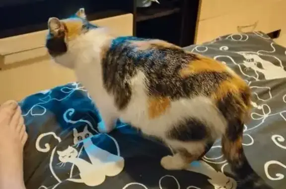 Пропала кошка, Пролетарская улица, 15, Воткинск - трёхцветная - photo