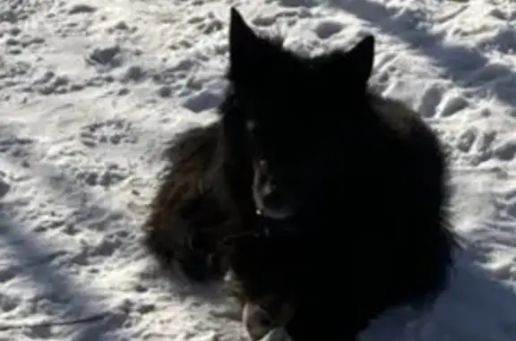 Найдена собака, Хабаровск, фото: Найдена собака, улица Тургенева, 92, Хабаровск - черного окраса, передние лапы белые в пятнышку