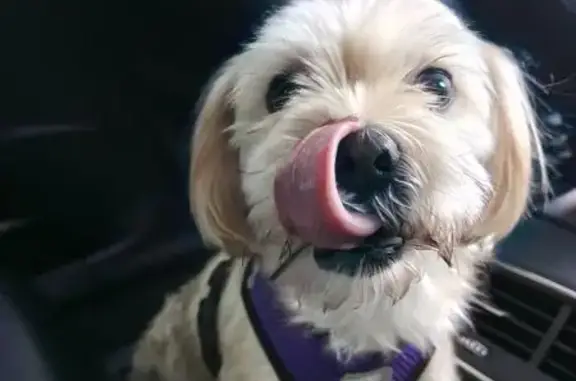 Найдена собака, Краснодар, фото: Найден собака, Московская улица, Краснодар - светлая шерсть, в фиолетовой шлейке