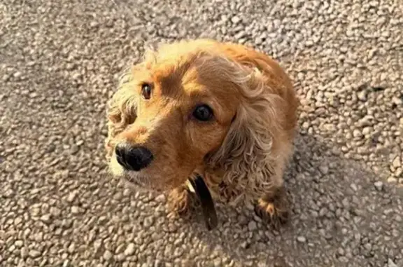 Найденные животные Севастополь, фото: Найден собака, улица Оболенского, 28, Тамань