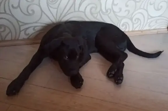 Найдена собака, Форносово, фото: Найден собака, 41К-176, Форносово - черный лабрадор ретривер