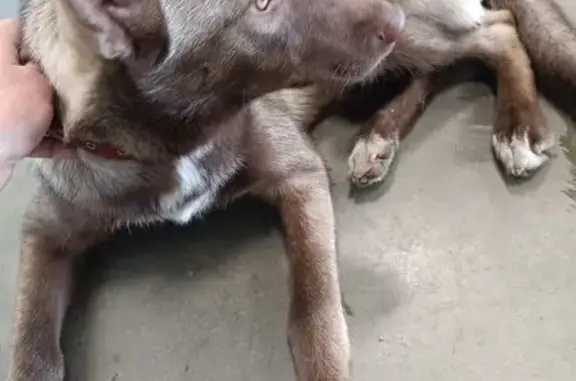 Найдена собака, Челябинск, фото: Найдена собака, Копейское шоссе, 64, Челябинск - красный ошейник