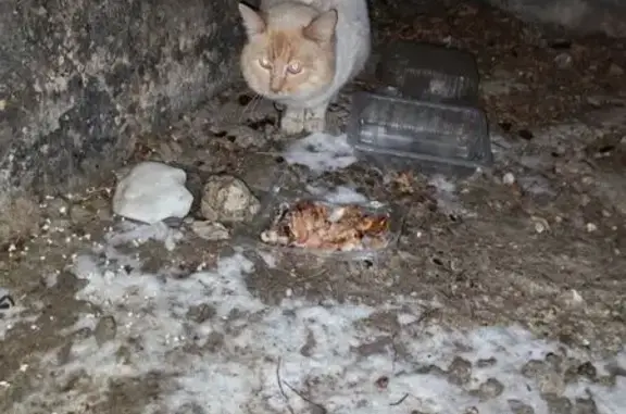 Найдена кошка, Владимир, фото: Найдена кошка, Михайловская улица, 8А, Владимир - палевый окрас, рыжий хвост