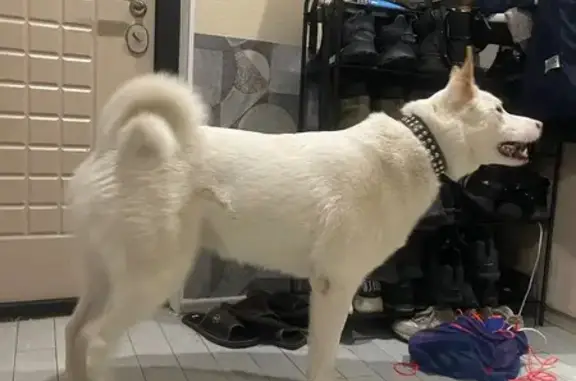 Найденные животные Гатчина, фото: Найден собака, Пушкинское шоссе, 15А, Гатчина - белый крупный молодой кобель