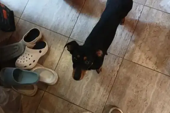 Пропал собака, улица Менделеева, Волгоград - кастрирован, склонен к побегам - photo