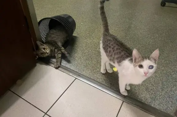 Пропал кот, Просторная улица, 8, Москва - травмирован глаз - photo