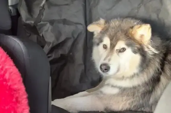 Пропал собака, Беломорская улица, Казань - помесь хаски, 10 лет - photo