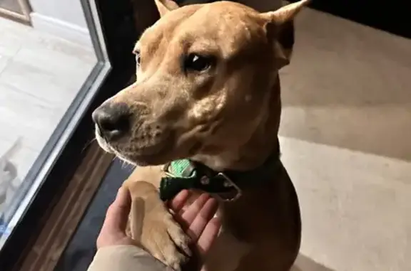 Найдена собака, Майкоп, фото: Найдена собака, Луговая улица, 826 с1, Майкоп - рыжая девочка породы стаф или питбуль