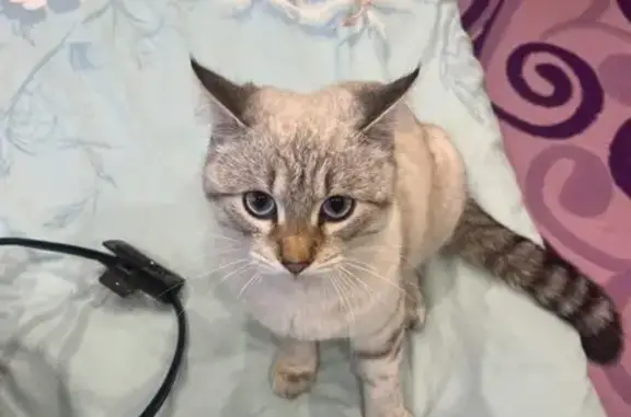 Пропал кот, Тисовая улица, Кулига - голубые глаза, бело-коричневый окрас - photo