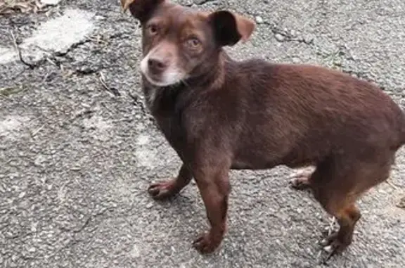 Найдена собака, Невинномысск, фото: Найден собака, район ЗИП, Невинномысск - маленький мальчик