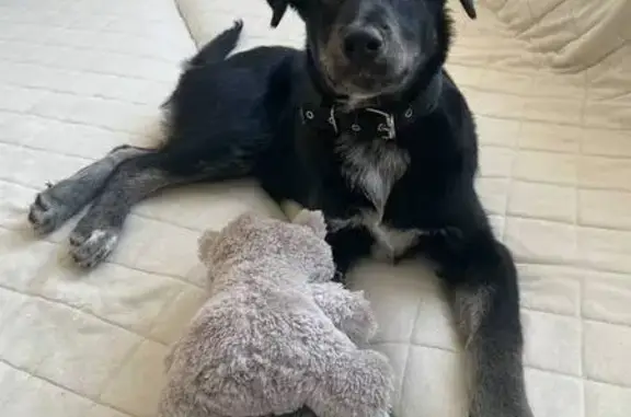 Найдена собака, Челябинск, фото: Найдена собака, проспект Победы, 287, Челябинск - щенок с ошейником