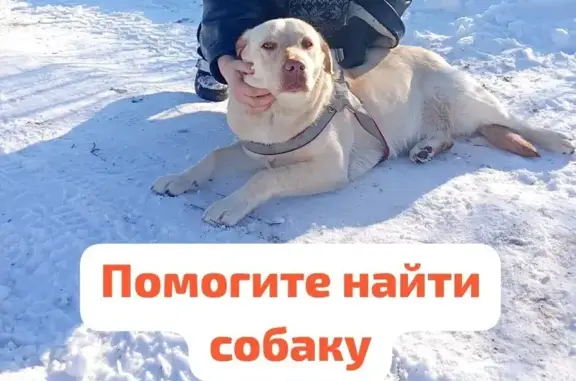 Пропала собака, Бугроватый переулок, Шахты - девочка лабрадор - photo