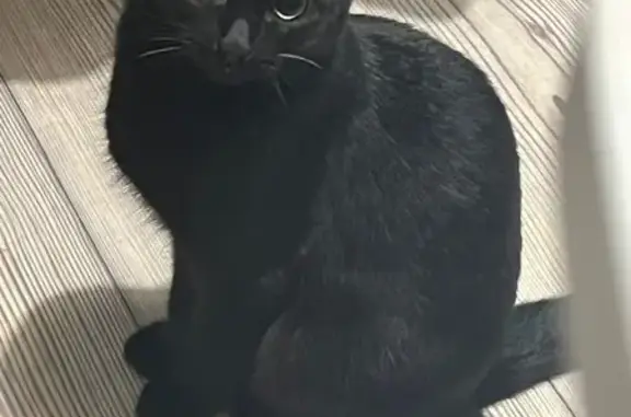 Кошки потеряшки, Уфа, фото: Потеряшка кошка, улица Юрия Гагарина, 19, Уфа - полностью черная, небольшая