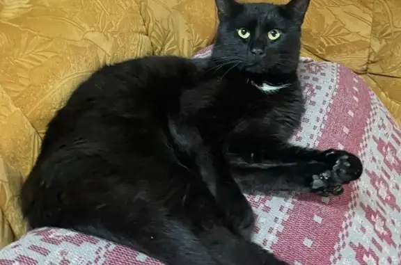 Пропал кот, улица Александра Невского, 76, Калининград - чёрный с белым пятнышком на грудке - photo