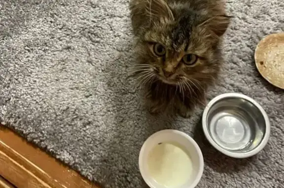 Найдена кошка, Зубова Поляна, фото: Найдена кошка, Зубова Поляна, Мордовия - серый тигровый окрас, ошейник