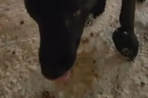 Найдена собака, Москва, фото: Найдена собака, мужской, улица Столетова, Москва - черного цвета, левая лапа перемотана