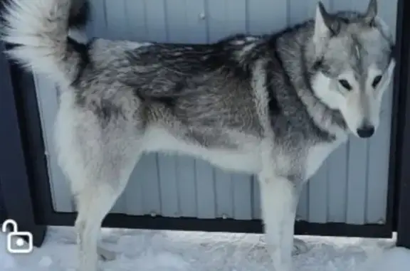 Пропала собака, городское поселение Аксубаево, Аксубаево - серая лайка с белыми лапками - photo
