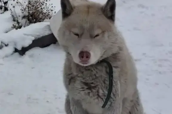 Найдена собака, Абакан, фото: Найден собака, мужской, улица Мира, Абакан - светлый окрас, разноцветные глаза