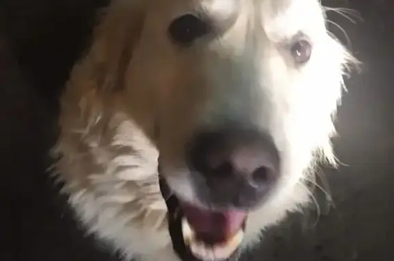 Найдена собака, Аксай, фото: Найдена собака, девочка, Октябрьская улица, 45А, Аксай