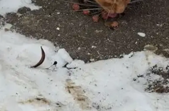 Найдена кошка, Орёл, фото: Найдена кошка, Московское шоссе, 171, Орёл - рыжий котик