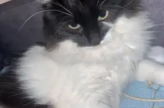 Потерянные животные Анапа, фото: Пропал кот, Заводская улица, 115, Анапа - по имени Тайсон, 9 месяцев