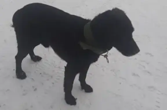 Найдена собака, Ставрополь, фото: Найден собака, Южная улица, 5А, Ставрополь - трясется от холода