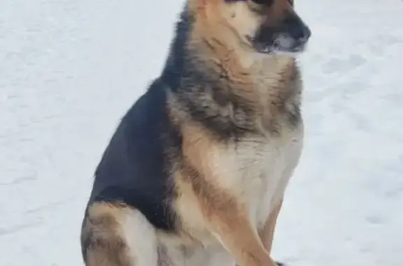 Найдена собака, Челябинск, фото: Найдена собака, Пограничная улица, Челябинск - девочка без части передней лапы