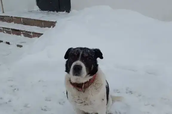 Найдена собака, Мелечкино, фото: Найден собака, Мелечкино, Московская область - крупный белый кобель с черно-рыжими пятнами