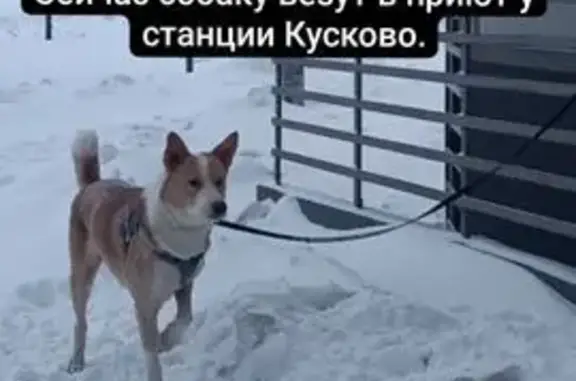 Найдена собака, Москва, фото: Найден собака, мужской, улица Красный Казанец, Москва - белый с оранжевым, знает команды