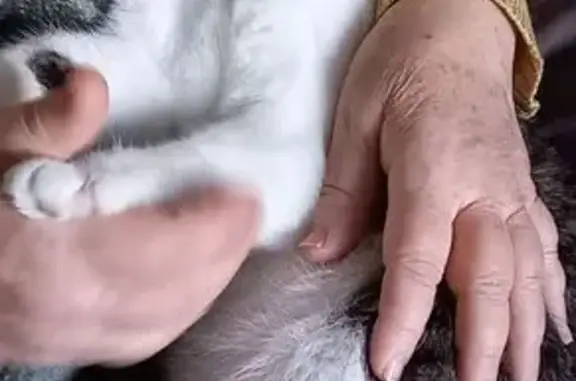 Пропал кот, улица Благоева, 28, Краснодар - photo