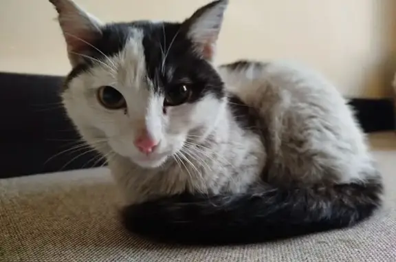 Найдена кошка, Красноярск, фото: Найден кот, 2-я Депутатская улица, Красноярск - белый с черными пятнами