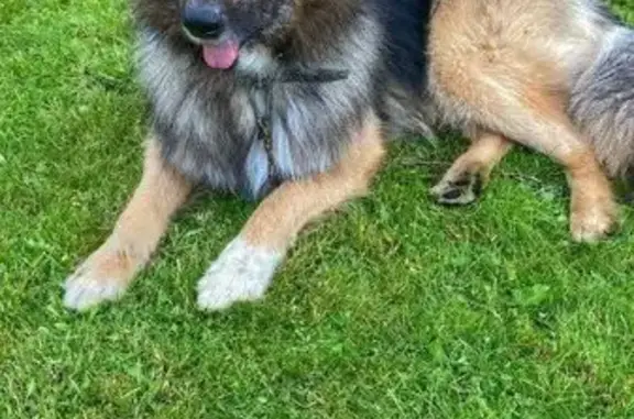 Пропал собака, 6-я Лесная улица, 17, Мгинское городское поселение - дружелюбный - photo