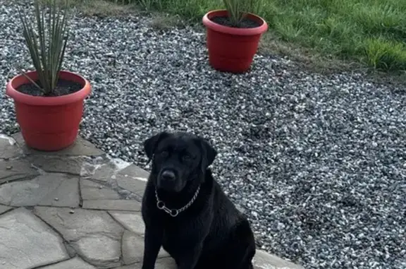 Пропал собака, 07К-036, Кармалиновская, Новотроицкая - черный, крепкого телосложения - photo