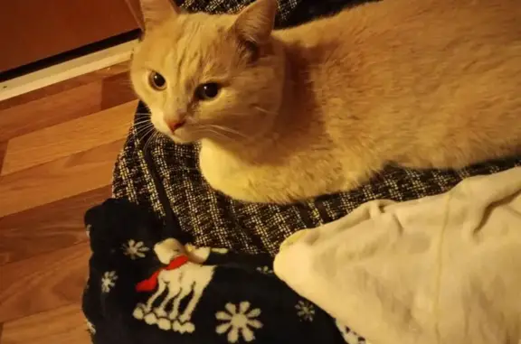 Пропал кот, улица Циолковского, 17/21, Королёв - окрас персиковый - photo