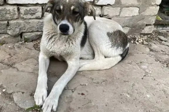 Пропала собака, женский пол, улица Маршала Толбухина, 17, Волгоград - photo