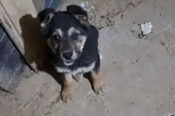 Объявления о пропавших и найденных животных, Элиста, фото: Найдена собака, мужской, 36, Элиста - сидела на ступеньках